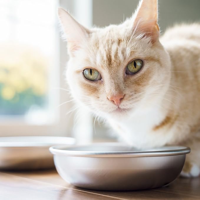 Stainless Steel Cat Bowls for Food & Water by Americat – Made in USA – Dishwasher Safe, Human Grade, Whisker Friendly Dishes (4 Bowls) - Image 7