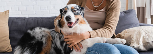 Why Everyday Pet Care Is Becoming a Priority for Pet Parents