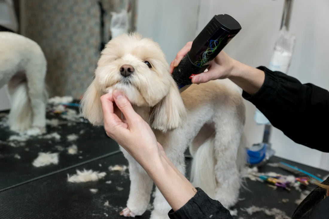 Woofsy — A New Year of Care We Build Together