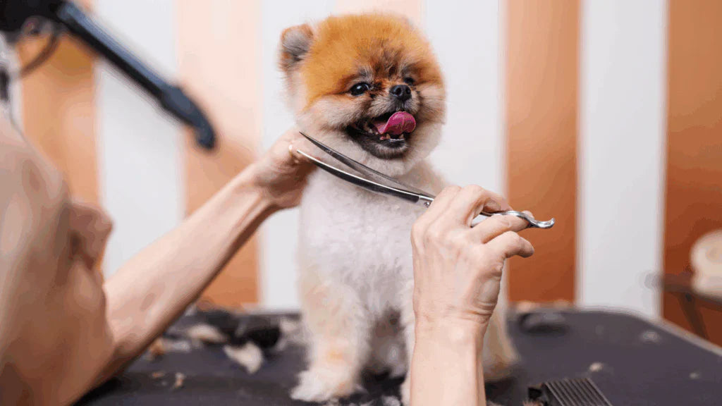 Woofsy — Care for Your Pet Without Looking Sideways