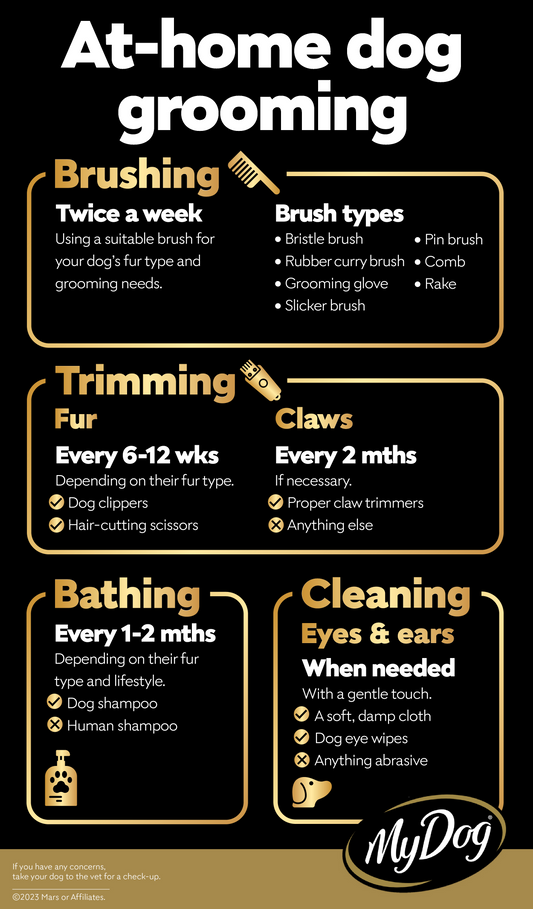 Happy golden retriever being gently groomed at home - daily dog grooming guide for building trust and wellness with premium natural pet care by Woofsy