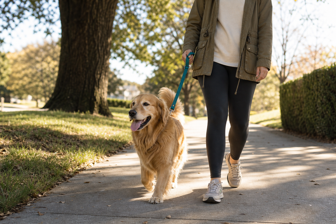 Unbranded repeatable routine scene featuring dog walking and outdoor routines