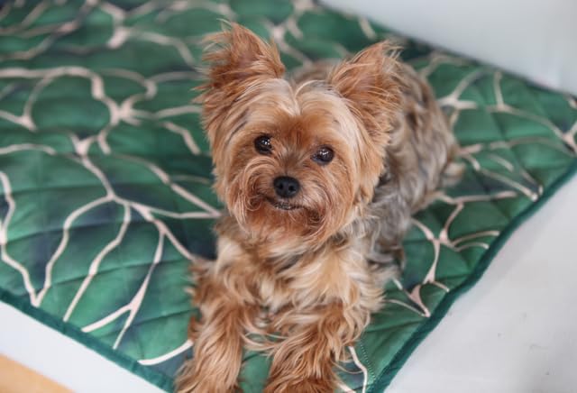 Waterproof Blanket, 29" x 34” - Seat Cover for Dogs and Pets. Ideal for Small and Medium Pet Crate Blankets, Settle mat, Diaper Changing and Playmat for Babies - Image 4