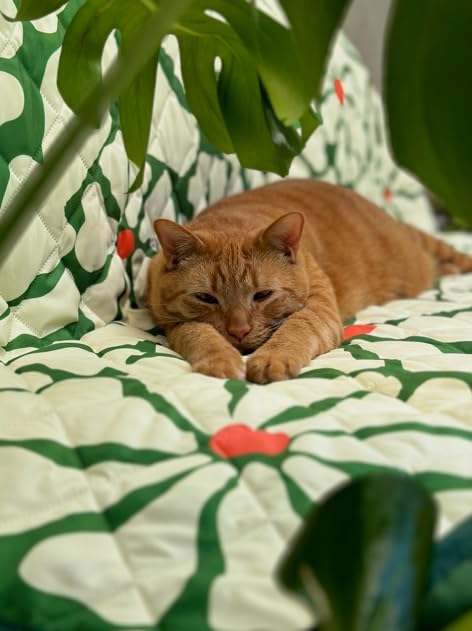 Waterproof Blanket, 60”x70” - Large Couch Cover for Dogs and Pets - Ideal for Picnics, Outdoor, Camping, Beach and More - Large, Washable Protector - Image 3