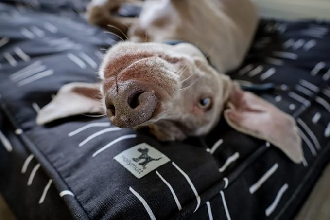 Molly Mutt Small Dog Bed Cover - Dreams - Measures 22"X27"X5"- 100% Cotton - Durable - Breathable - Sustainable - Machine Washable Dog Bed Cover - Image 3