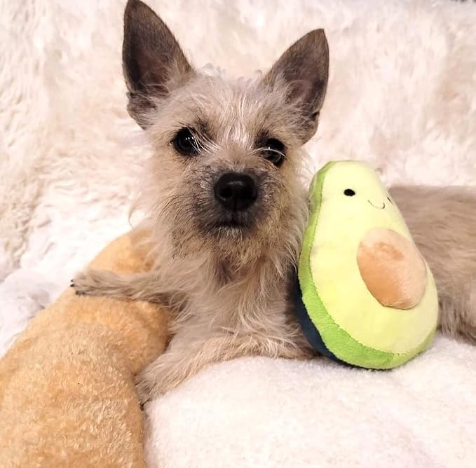 TONBO Soft Plush Small Cute and Cozy Food Dog Cat Bed, Washer and Dryer Friendly (Avocado Toast) - Image 7