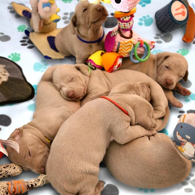 Dog Blankets for Large Dogs, 3 Pcs Dog Blanket Washable, Soft Fluffy Flannel Pet Blanket Mat Cover for Bed Couch, Cute Print Puppy Blanket 60" x 50" - Image 4