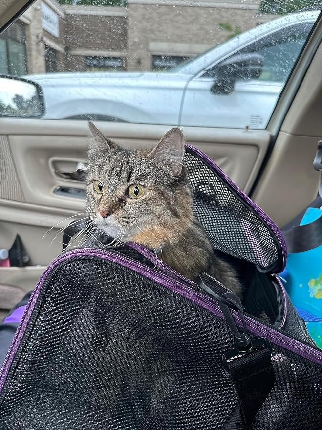 Soft Pet Carrier for Large and Medium Cats, 2 Kitties, Small Dogs. Easy to Get Cat in, Great for Cats that Don't Like Carriers (Black) - Image 6
