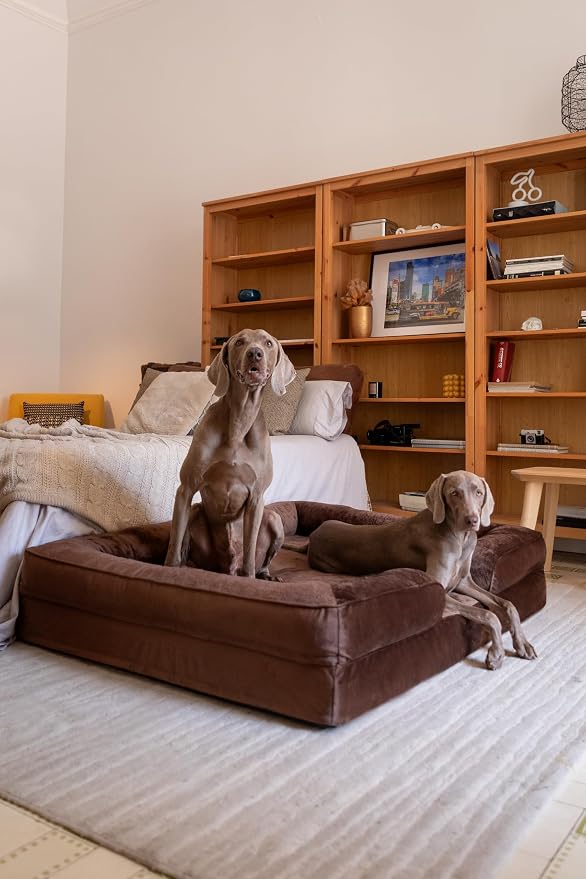 NOAH & PAW Giant Dog Bed XXL, 55x45x11 Inch, Orthopedic Dog Beds, Eggshell Memory Foam Infused with Cooling Gel, Inner Cover, Water Resistant, Machine Washable (Velvet Sofa Collection) - Image 3
