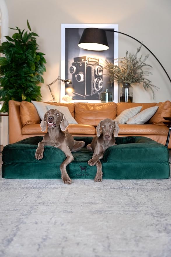 NOAH & PAW Giant Dog Bed XXL, 55x45x11 Inch, Orthopedic Dog Beds, Eggshell Memory Foam Infused with Cooling Gel, Inner Cover, Water Resistant, Machine Washable (Velvet Sofa Collection) - Image 2