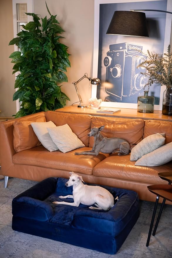 NOAH & PAW Large Dog Bed, 35x25x11 Inch, Orthopedic Dog Beds, Eggshell Memory Foam Infused with Cooling Gel, Inner Cover, Water Resistant, Machine Washable (Velvet Sofa Collection) - Image 3