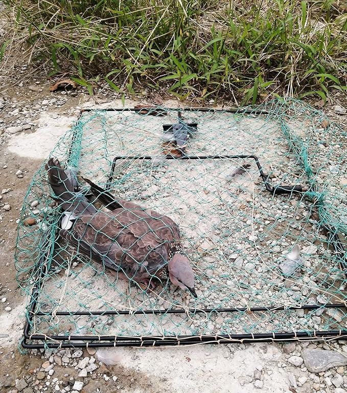 Pigeon Bird Trap Quail Sparrow Spring Starling Catching Net Traps for Trapping - Image 5