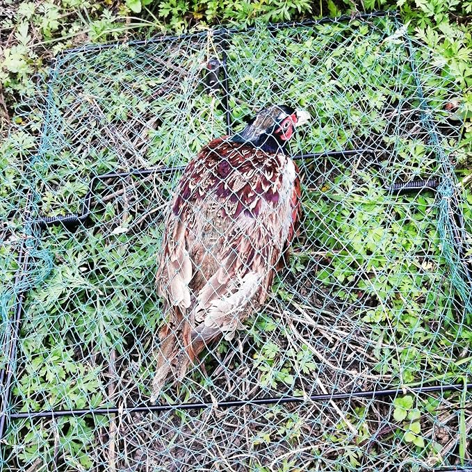 Pigeon Bird Trap Quail Sparrow 2 Pack Spring Starling Catching Net Traps for Trapping - Image 3